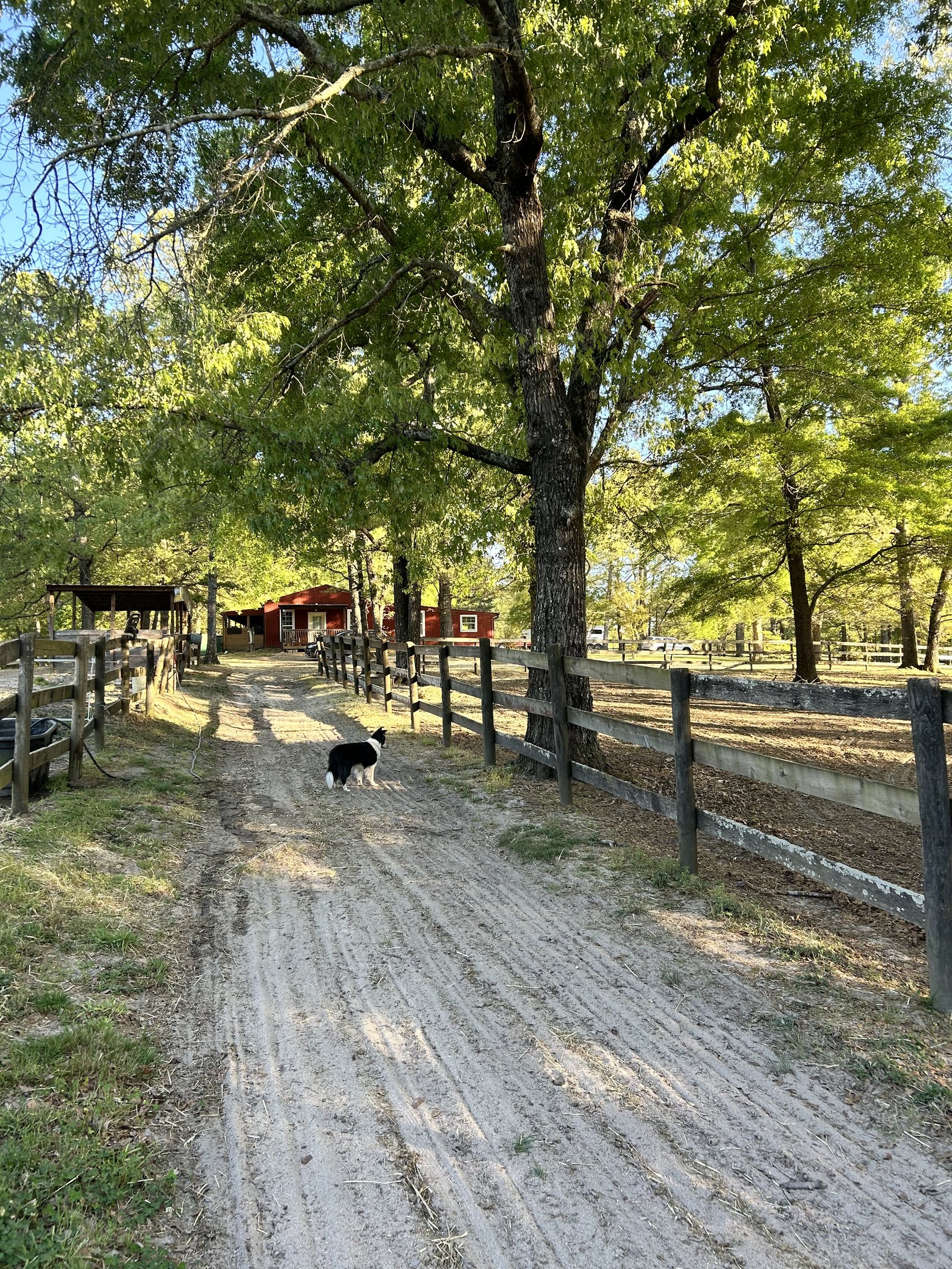 Tree-lined farm lane with fencing at Merry Go Round Farm